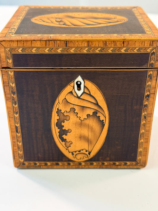 Antique Shell Tea Caddy