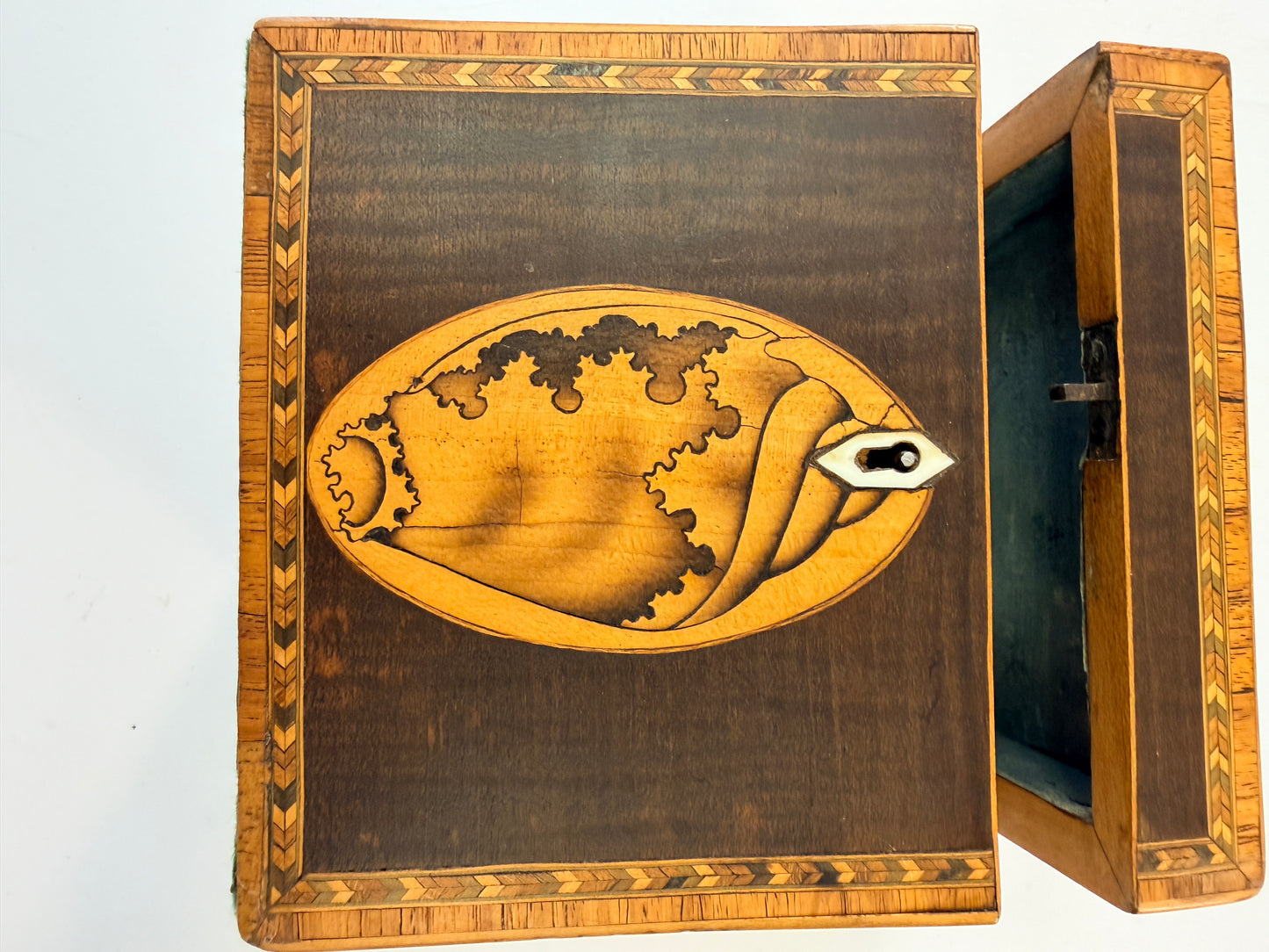 Antique Shell Tea Caddy