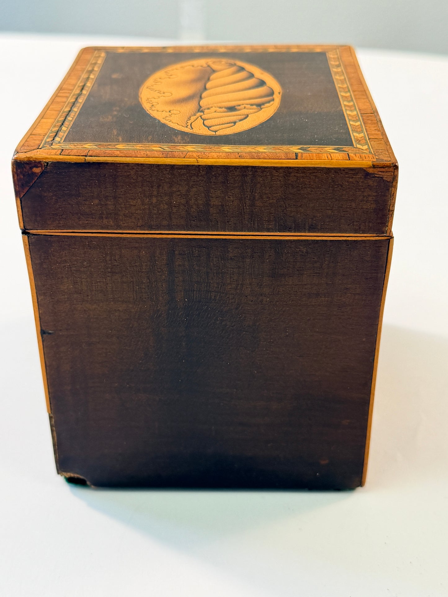 Antique Shell Tea Caddy