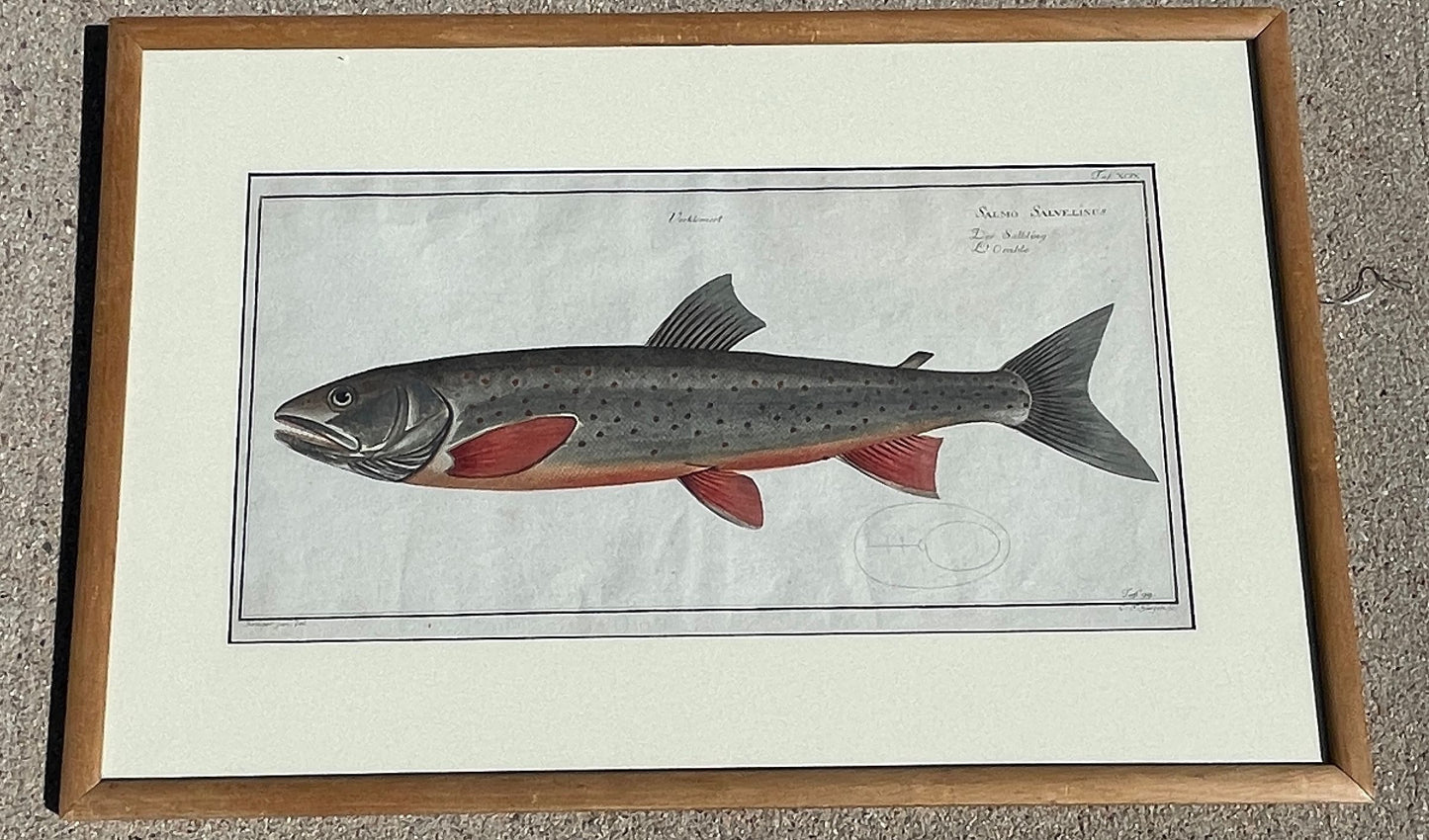 Salmo Salvelinus