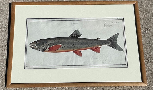 Salmo Salvelinus