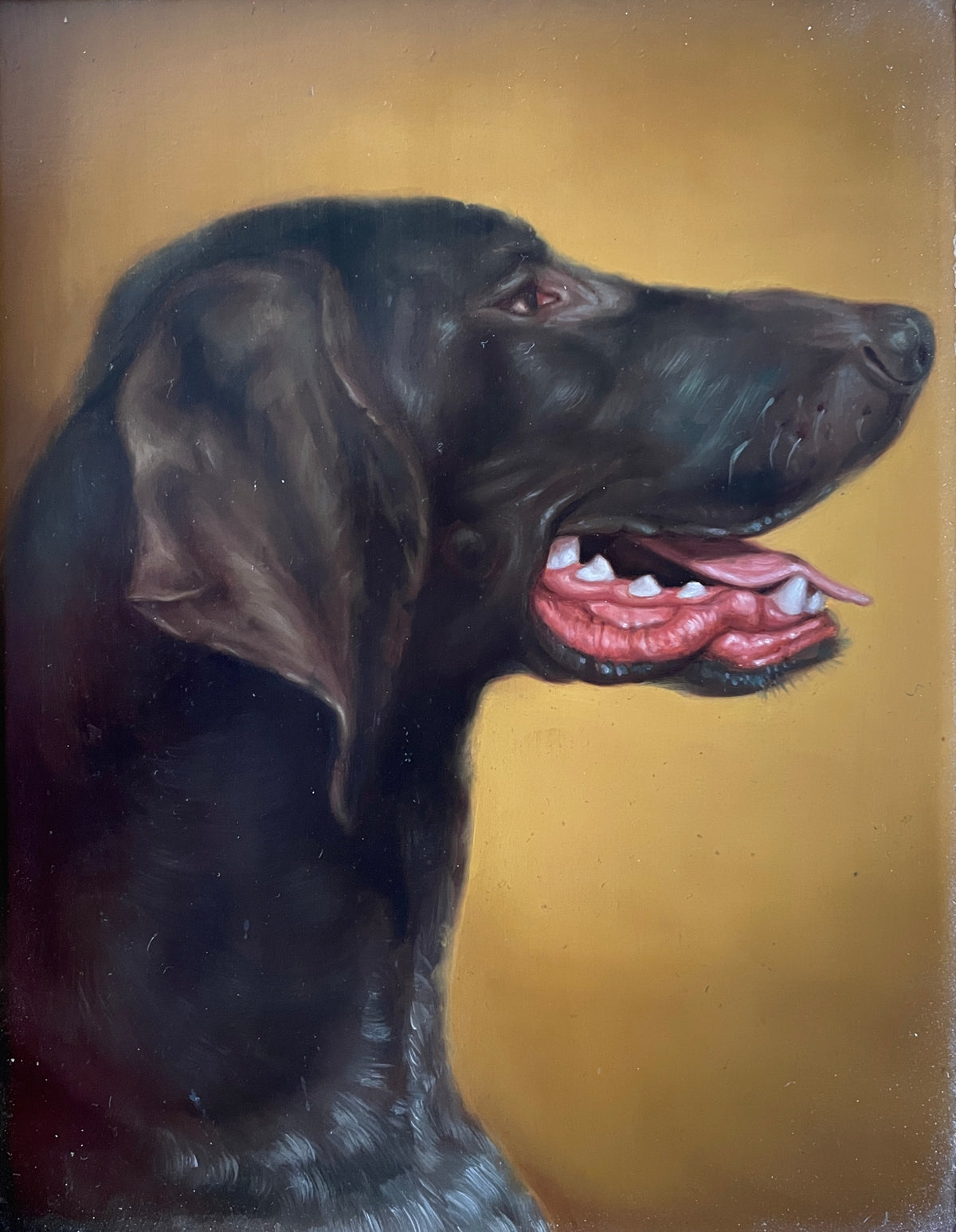 Gold Dog Painting -- Douglas, Lator Galleries