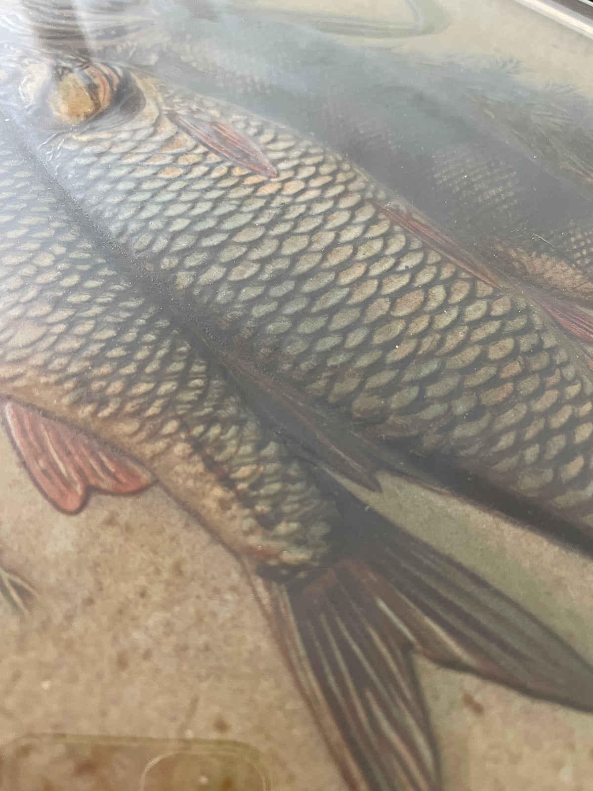 Painting of Hanging Fish